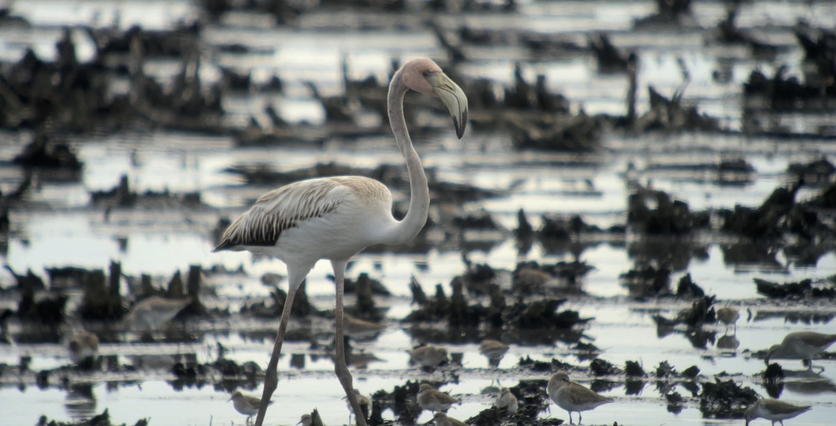 American Flamingo - ML610903780