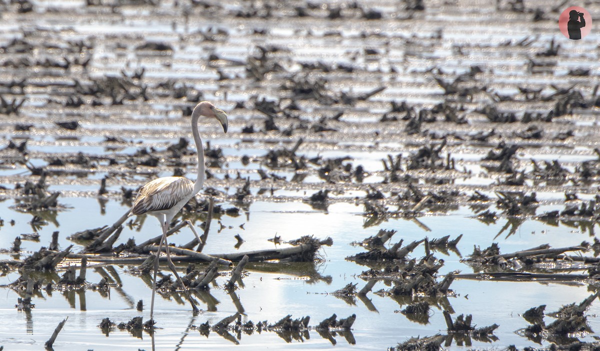 American Flamingo - ML610903784