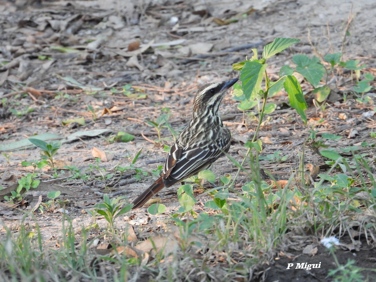 Streaked Flycatcher - Raul Ibarra