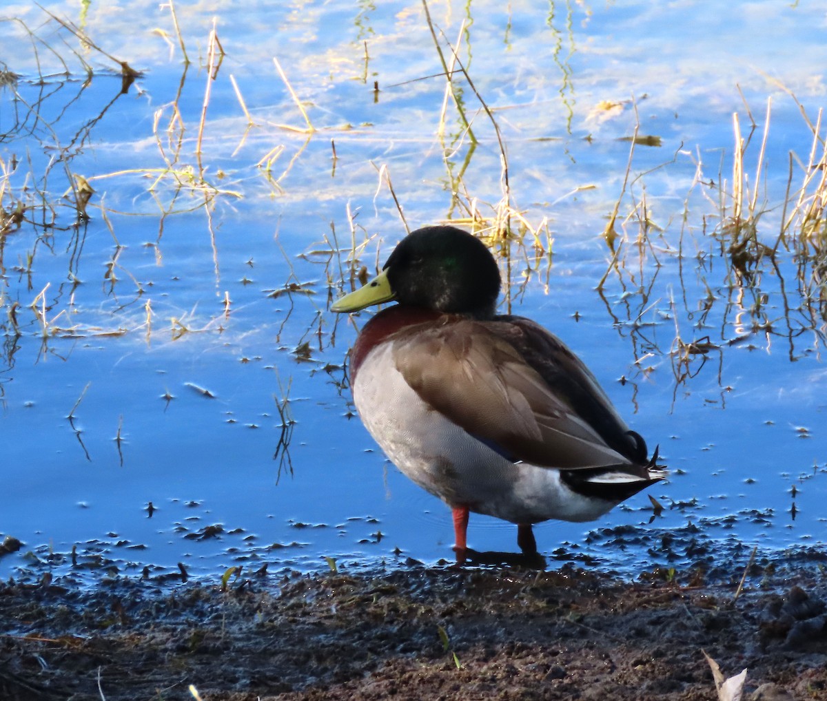 Mallard - ML610903855