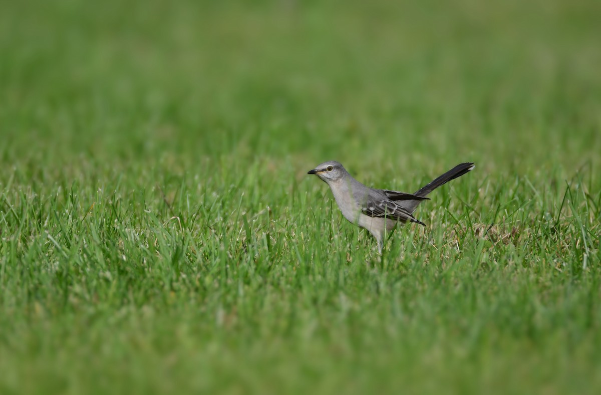 Northern Mockingbird - Chaiby Leiman