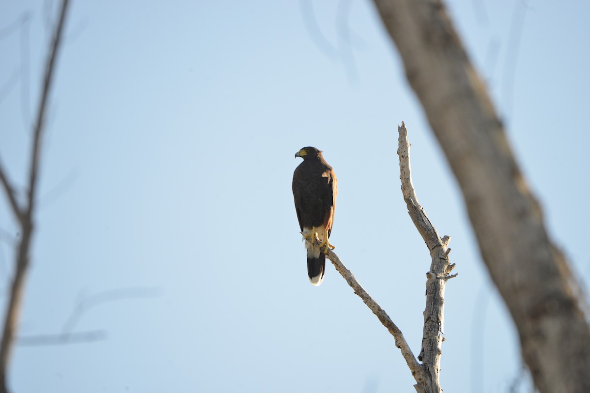 Harris's Hawk - ML610904158