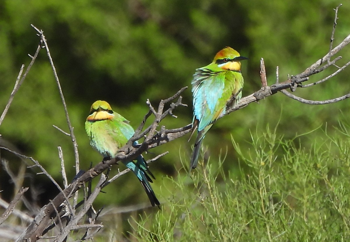 Rainbow Bee-eater - ML610904262