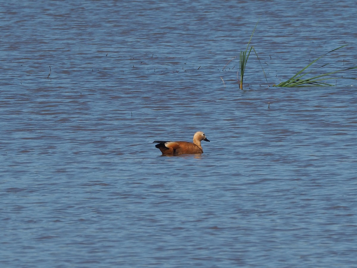 Хондон ангир - ML610904391