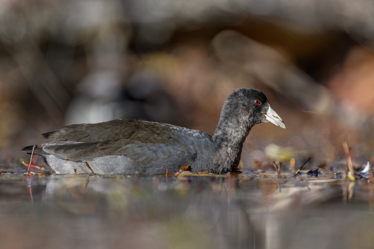 American Coot - ML610904412