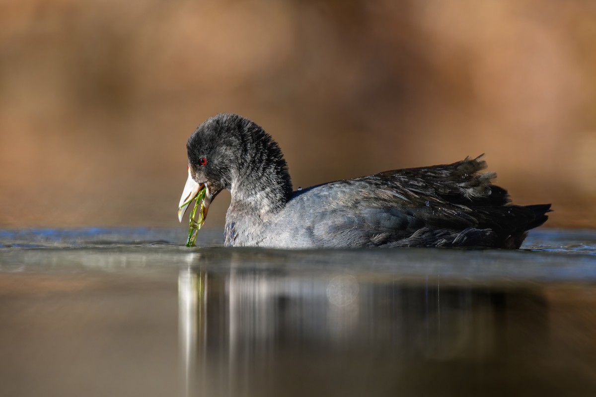 American Coot - ML610904413