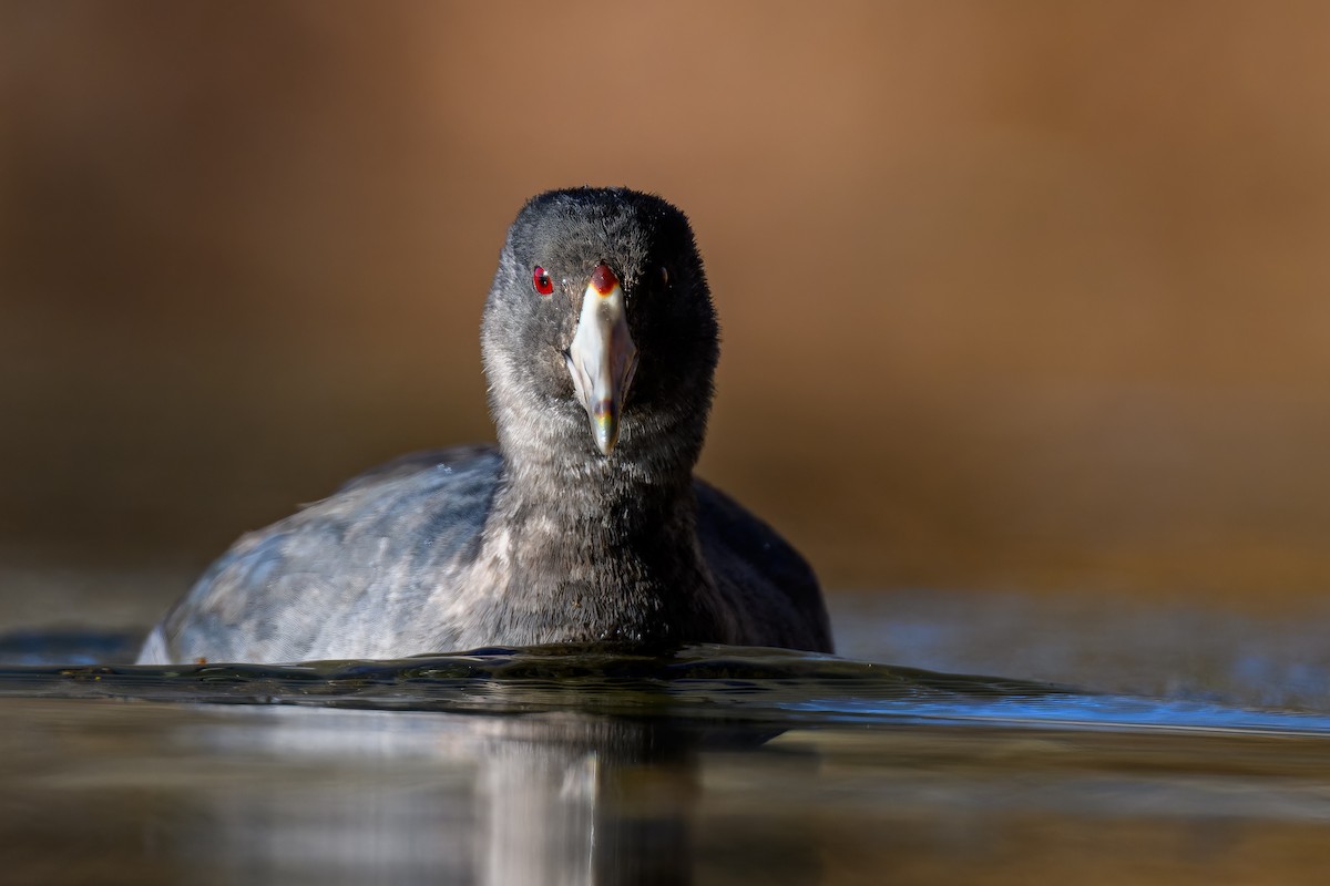 American Coot - ML610904414