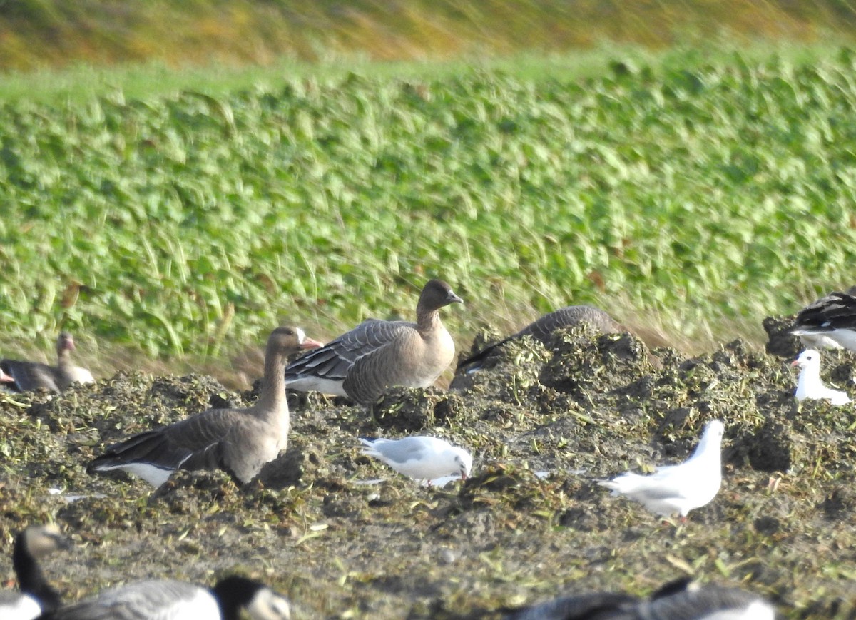 Pink-footed Goose - ML610904506