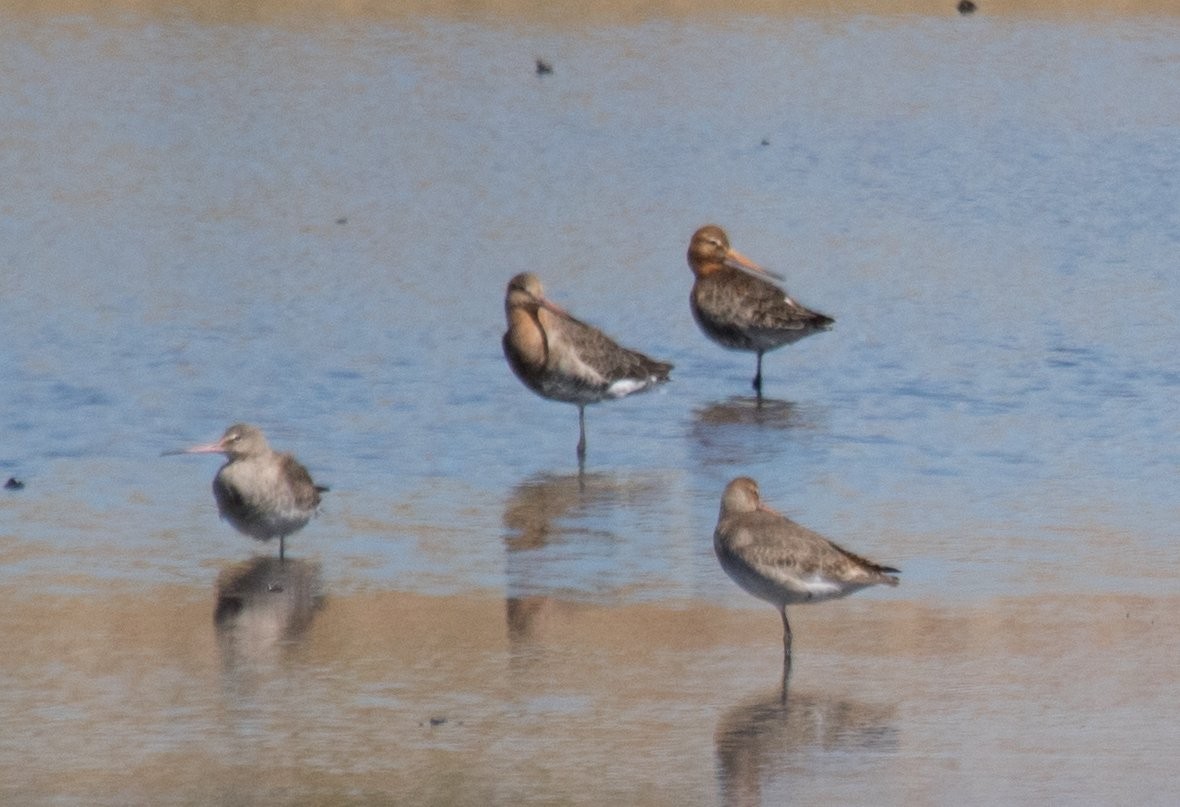 Hudsonian Godwit - 🕊️ Newton st Loe Birding 🕊️