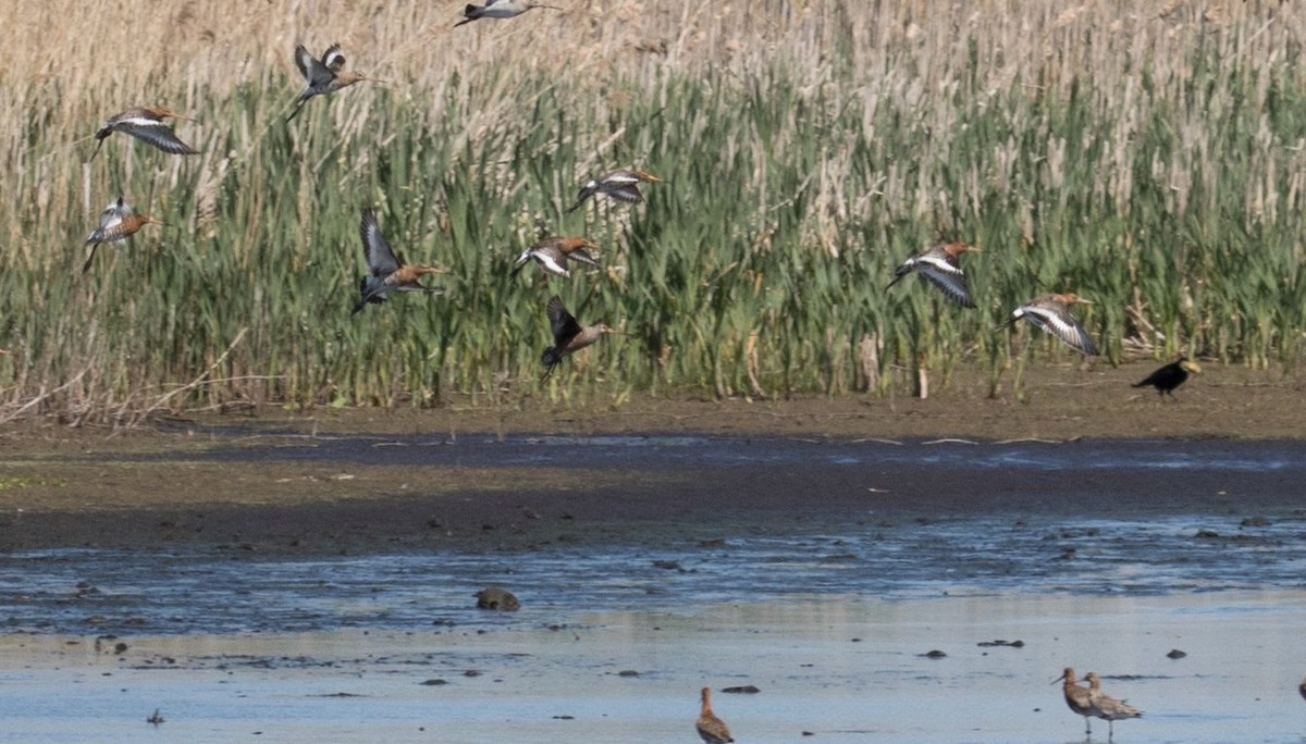 Hudsonian Godwit - 🕊️ Newton st Loe Birding 🕊️