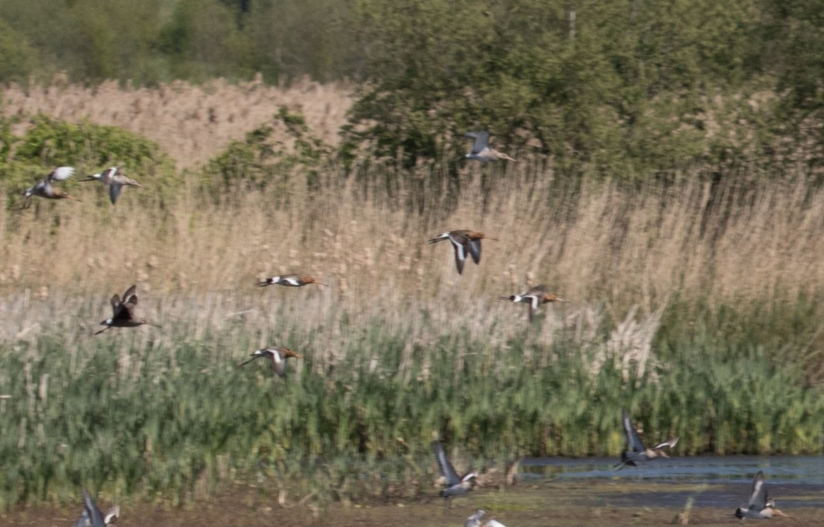 Hudsonian Godwit - 🕊️ Newton st Loe Birding 🕊️