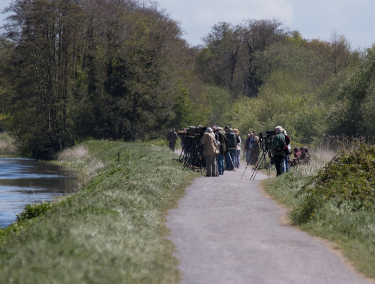 Hudsonian Godwit - 🕊️ Newton st Loe Birding 🕊️