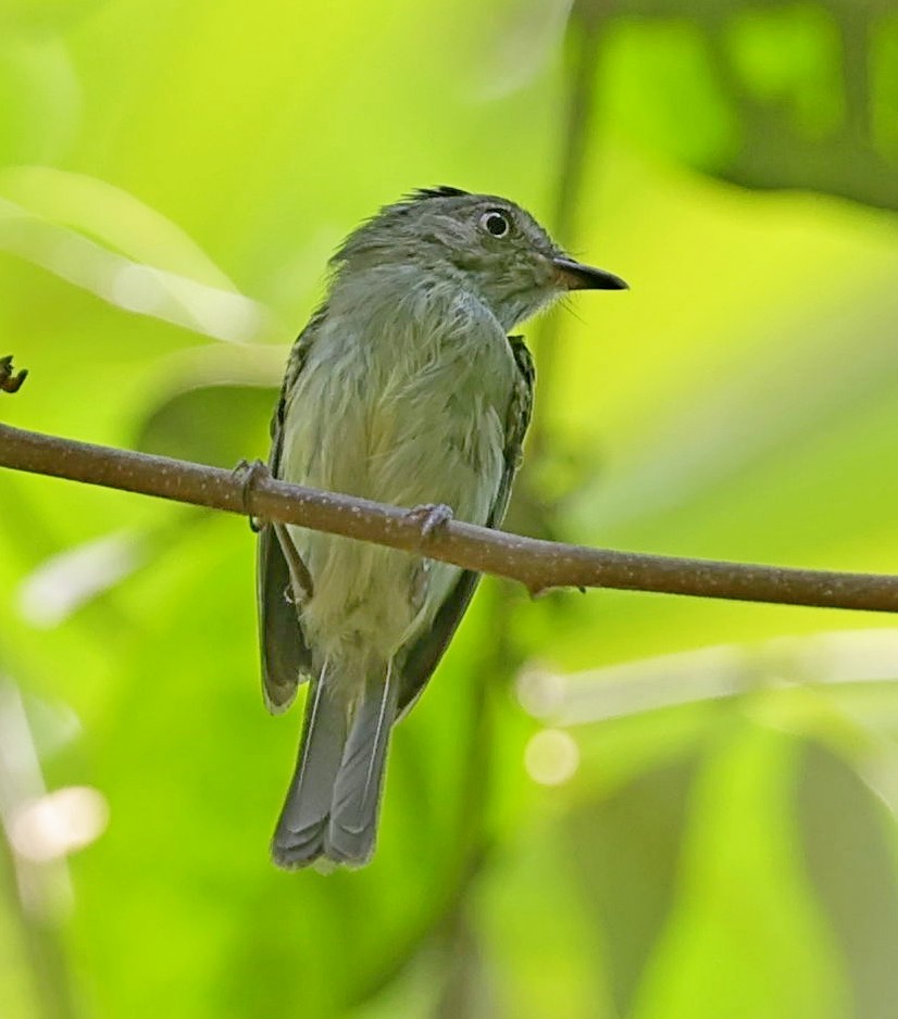 Double-banded Pygmy-Tyrant - ML610904543