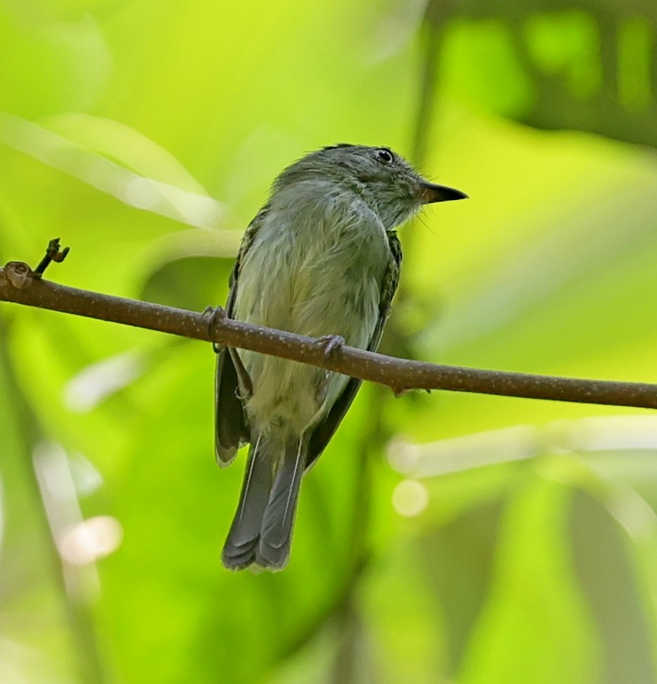 Double-banded Pygmy-Tyrant - ML610904544