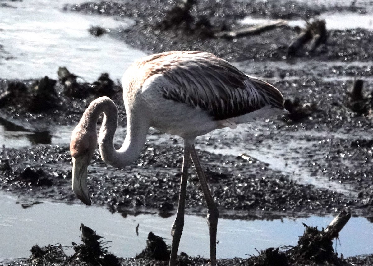 American Flamingo - ML610904586