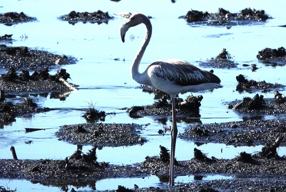 American Flamingo - ML610904589