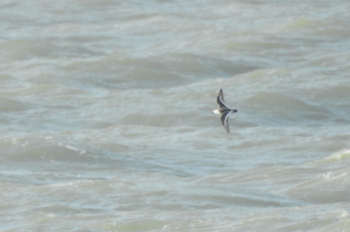 Red Phalarope - ML610904667