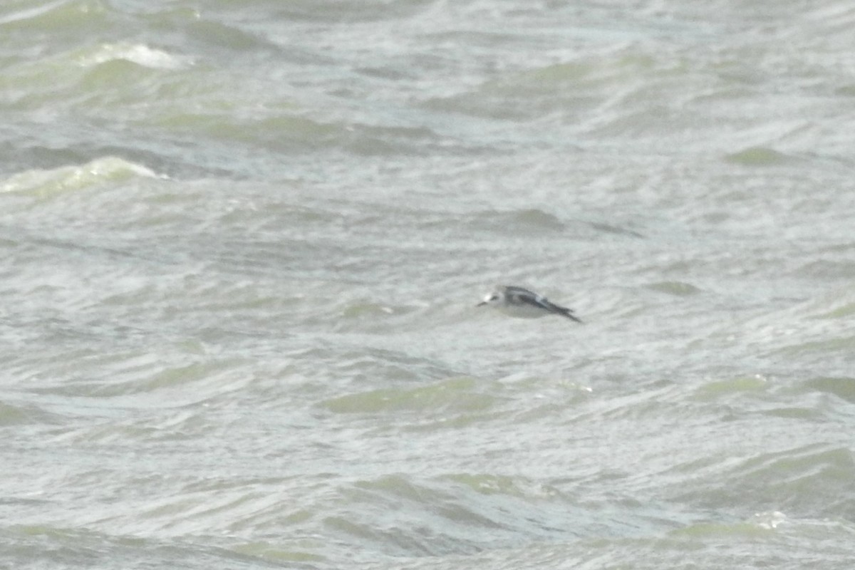 Red Phalarope - ML610904668