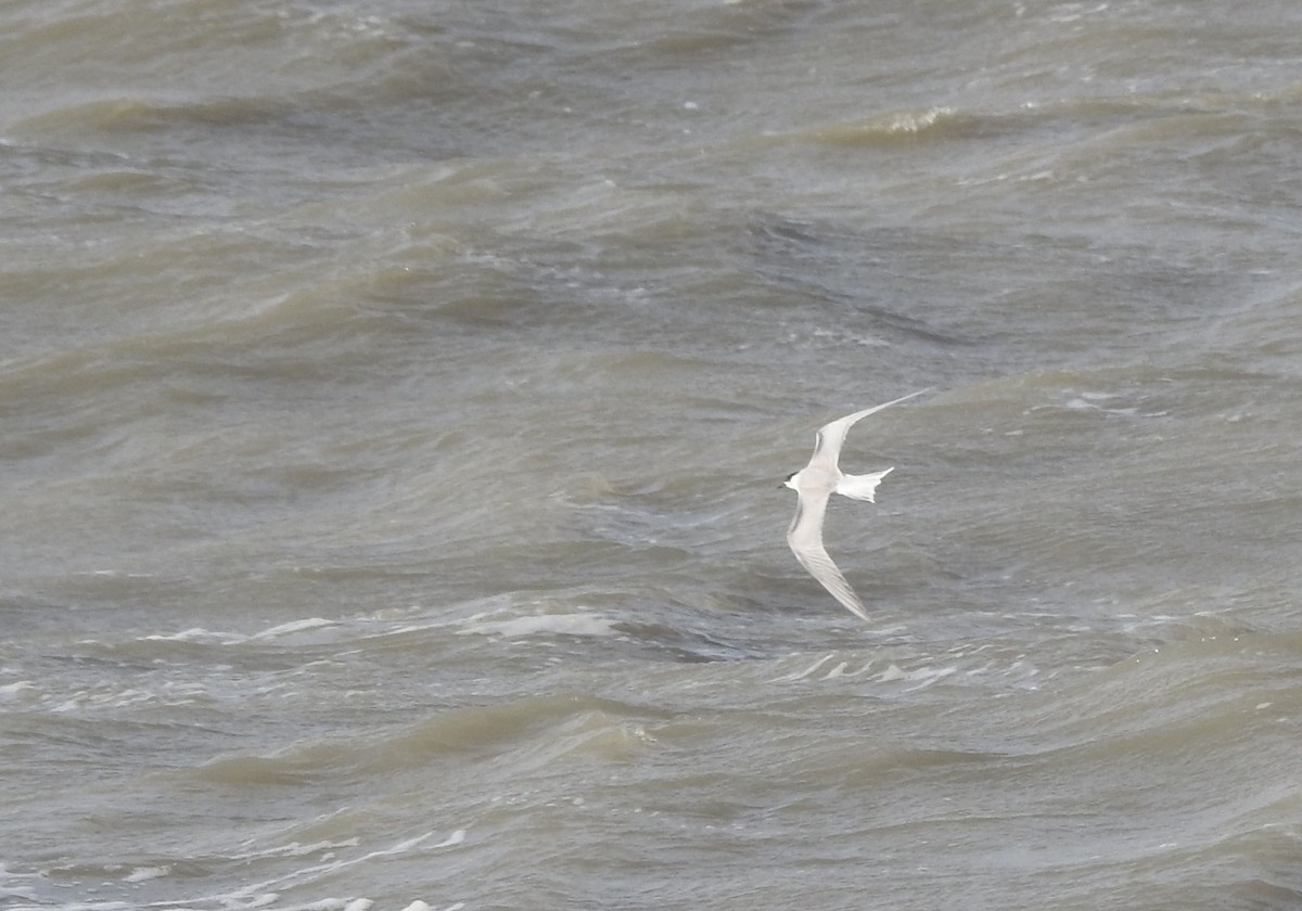 Arctic Tern - ML610904726