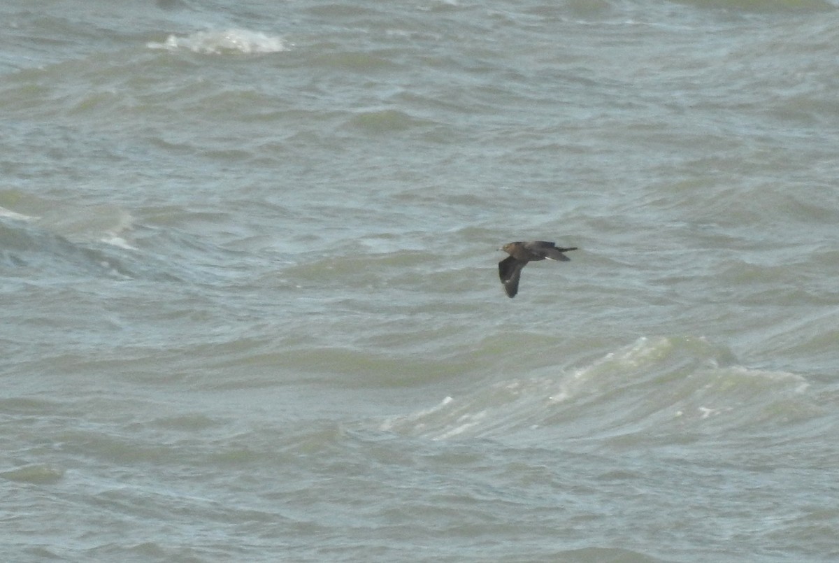 Parasitic Jaeger - Miloslav Mišík