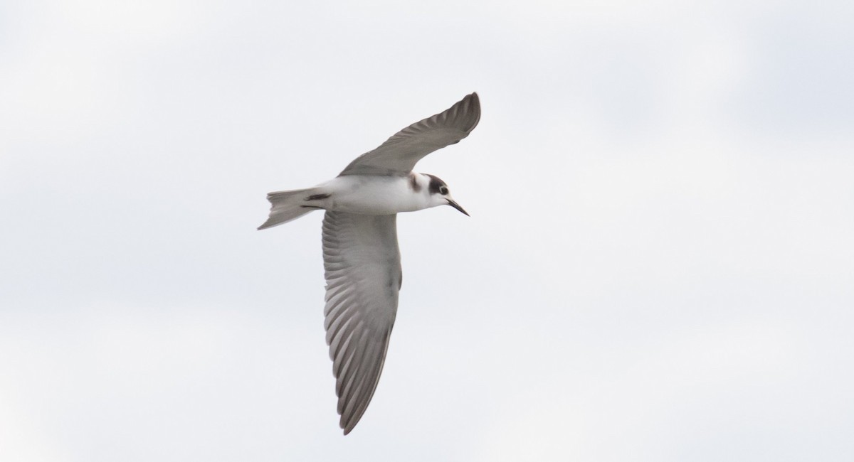 Black Tern - ML610904930