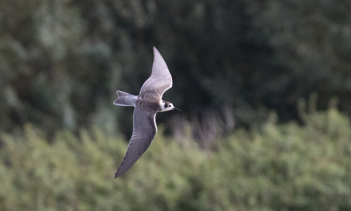 Black Tern - ML610904934