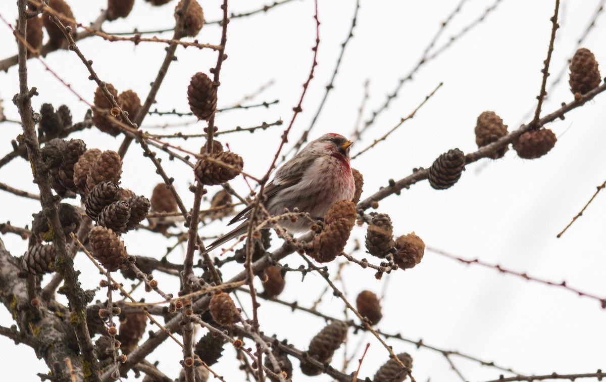 Common Redpoll - Gheorghe Ticu