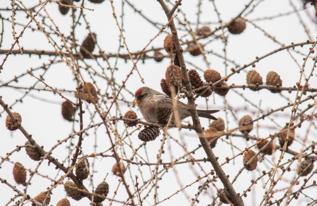 Common Redpoll - Gheorghe Ticu