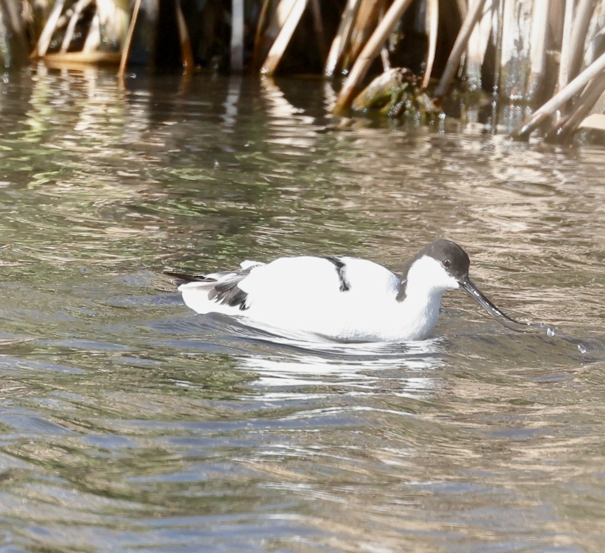 Pied Avocet - ML610905121