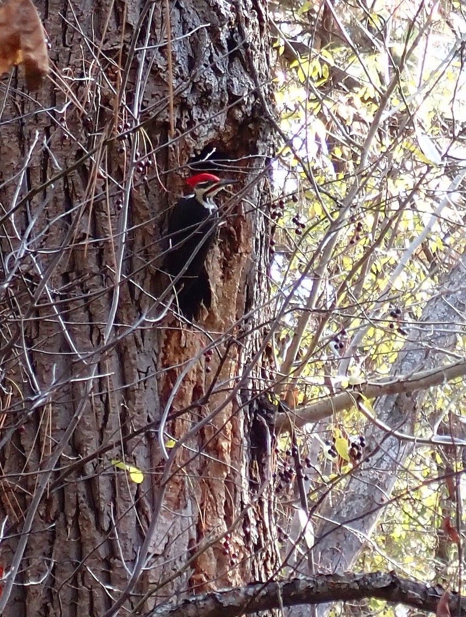Pileated Woodpecker - ML610905201
