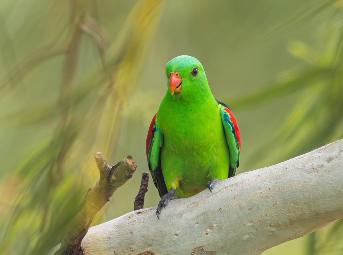 Red-winged Parrot - ML610905256