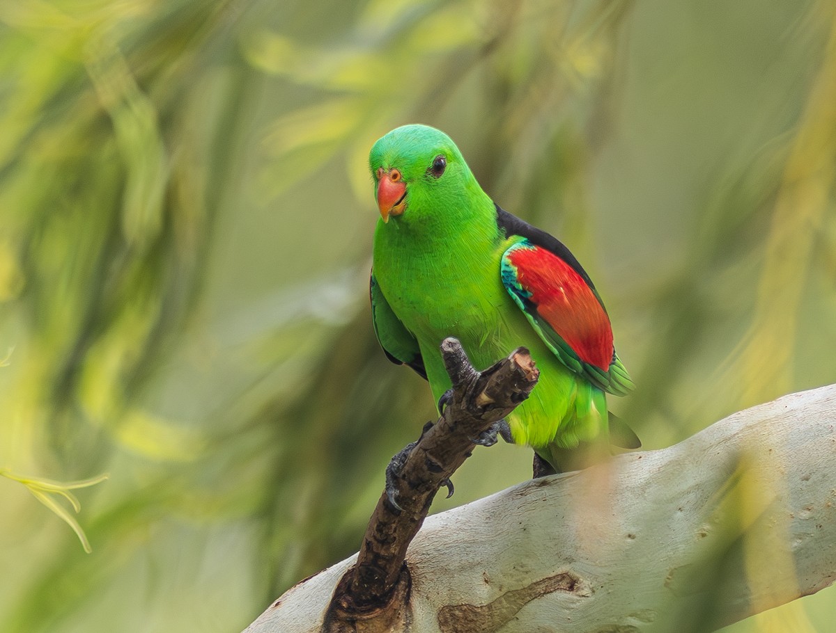 Red-winged Parrot - ML610905258