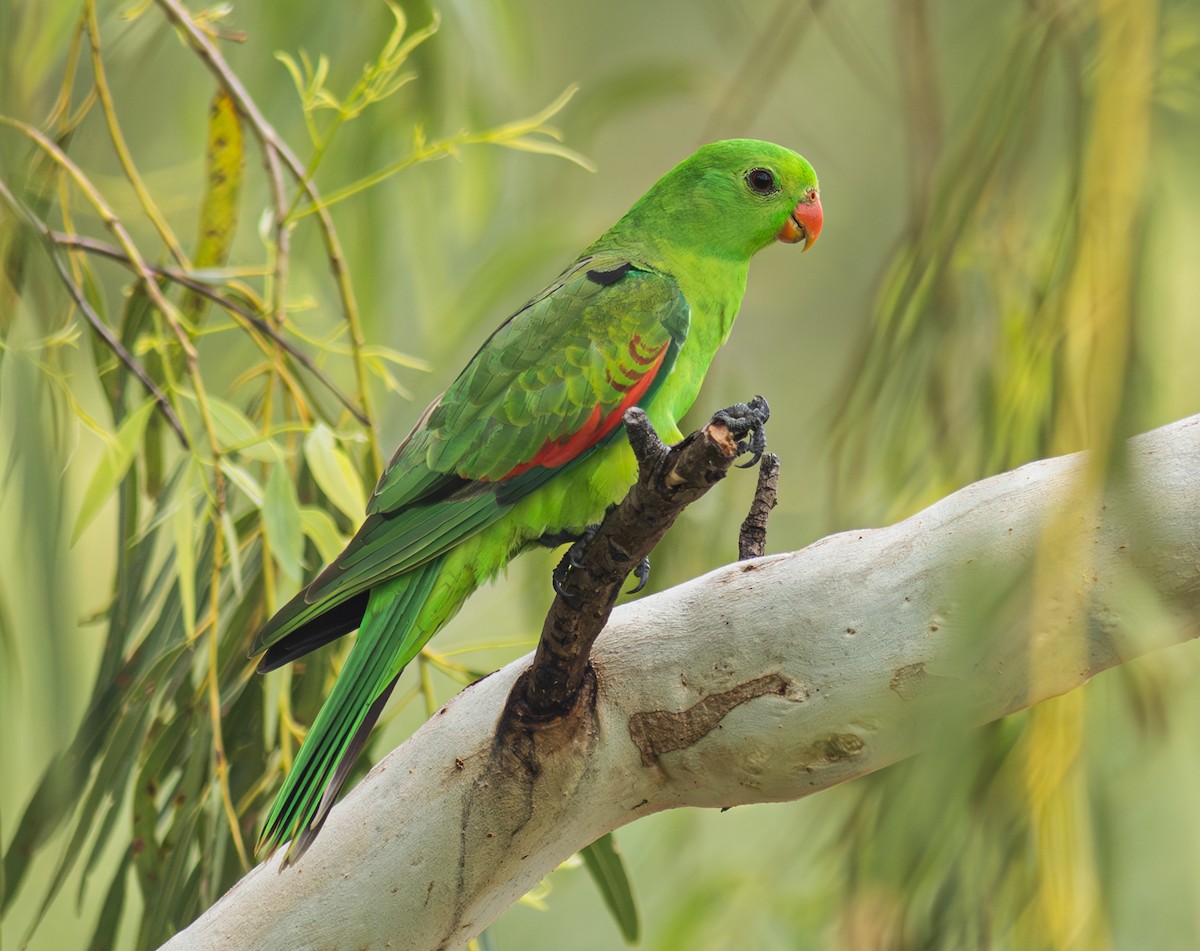 Red-winged Parrot - ML610905260