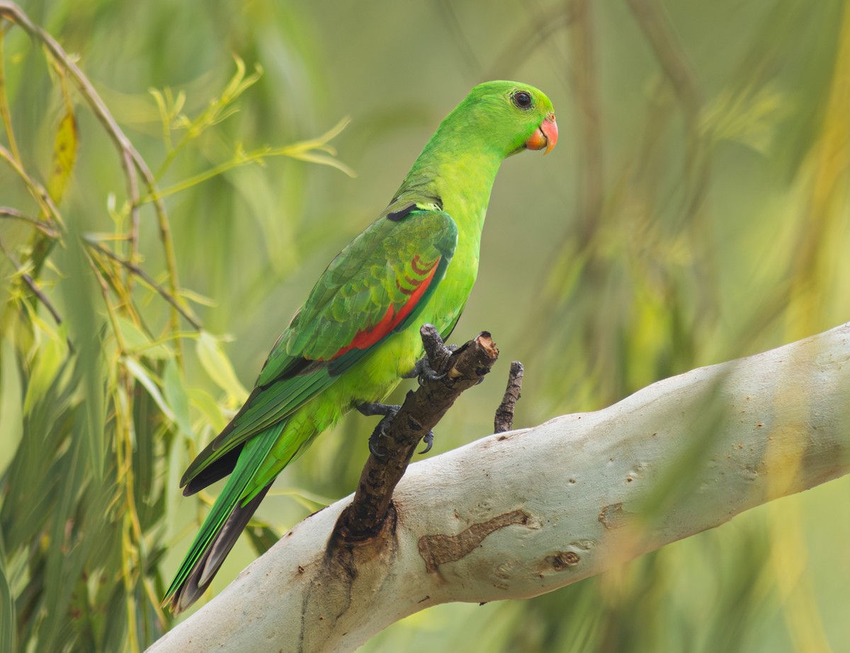 Red-winged Parrot - ML610905261