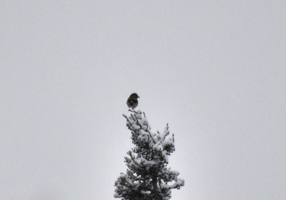 Northern Shrike - ML610905282