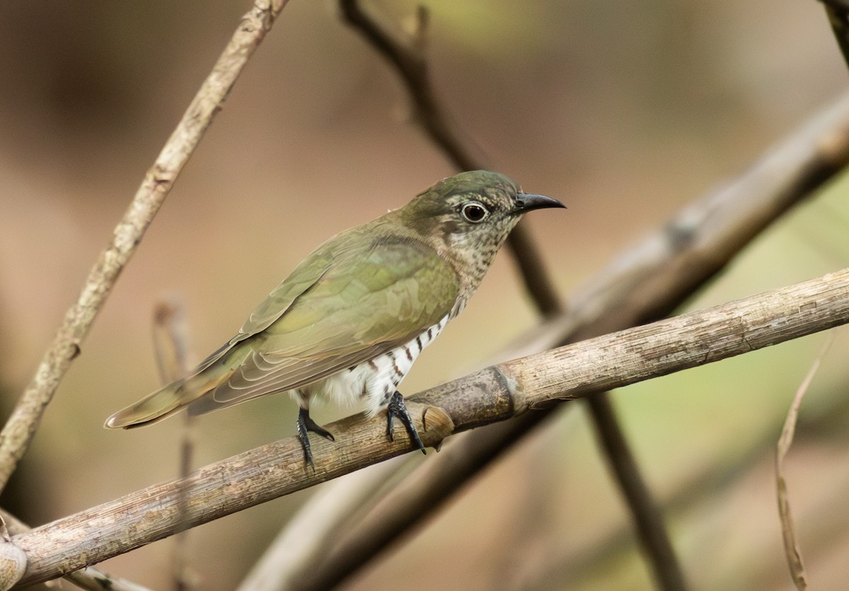 Little Bronze-Cuckoo (Little) - Pedro Nicolau