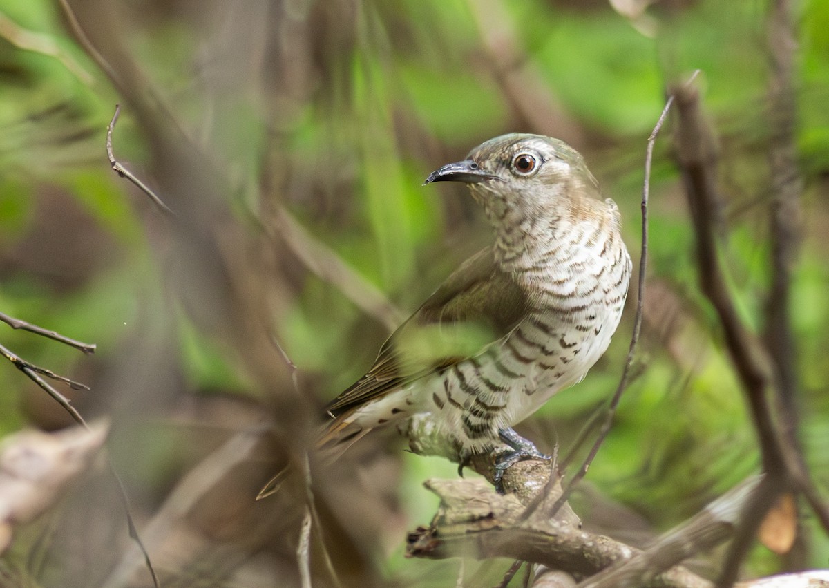 Little Bronze-Cuckoo (Little) - ML610905298