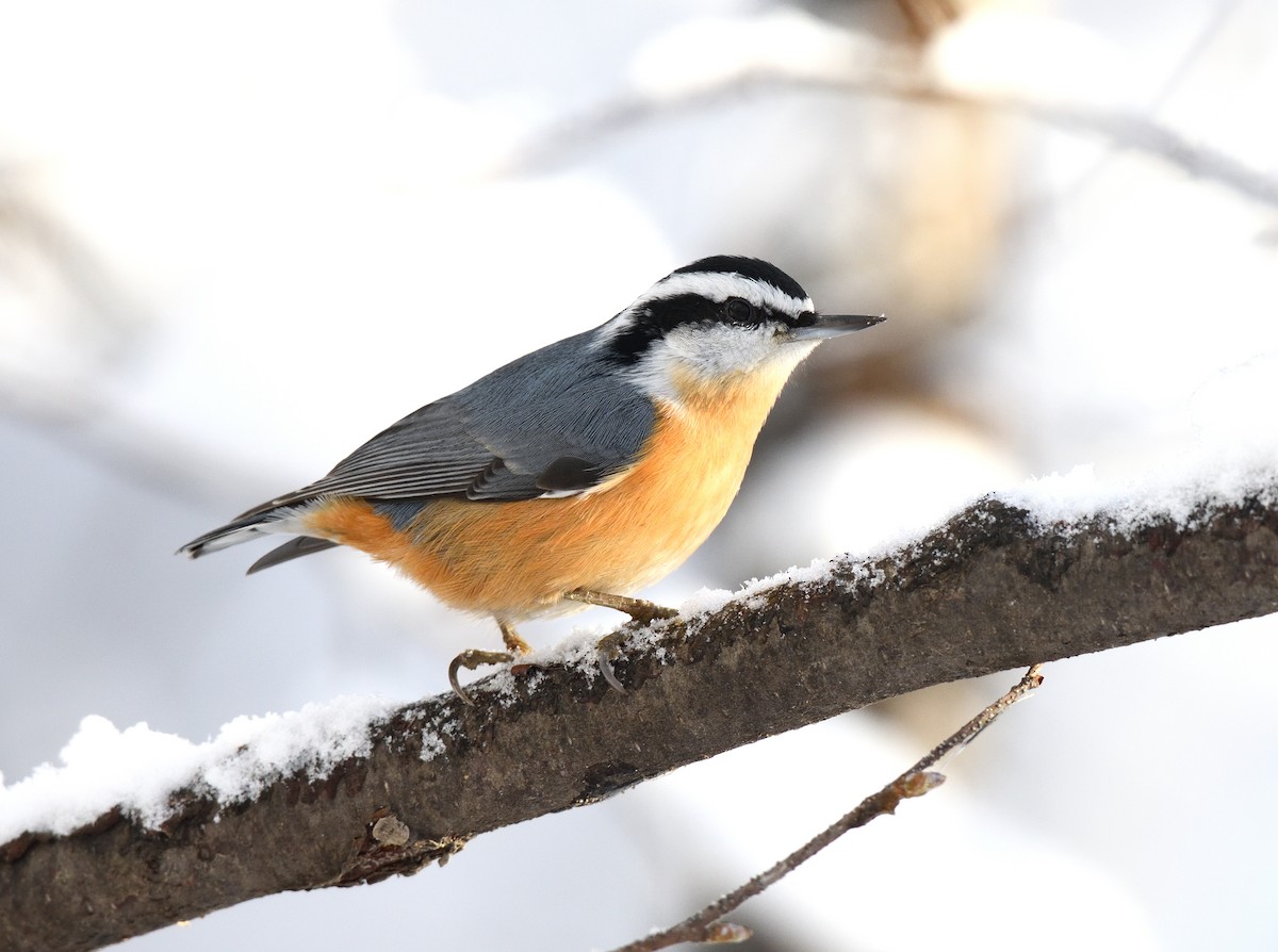 Red-breasted Nuthatch - ML610905316