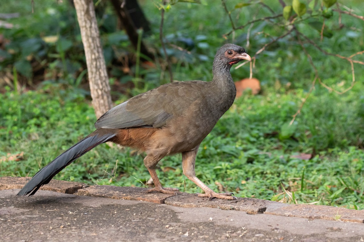 Chachalaca Charata - ML610905336