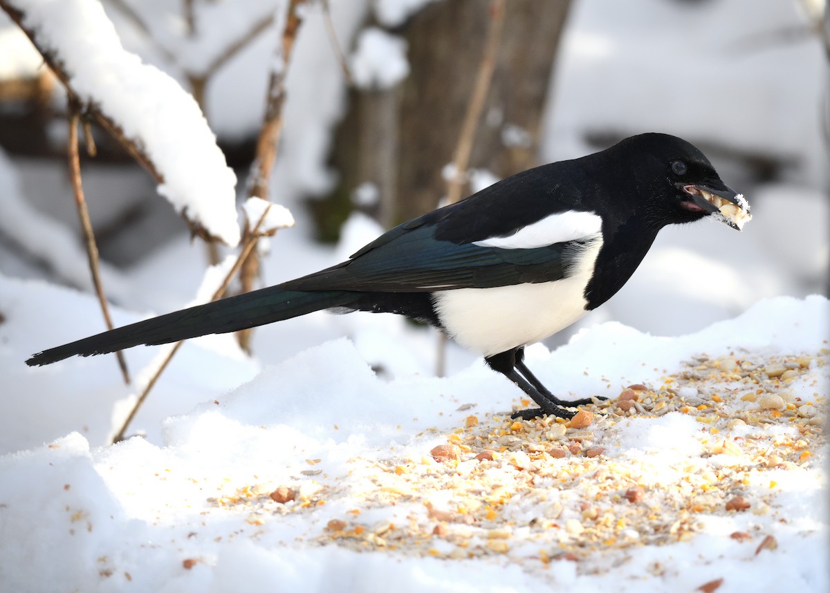 Black-billed Magpie - Timothy Piranian