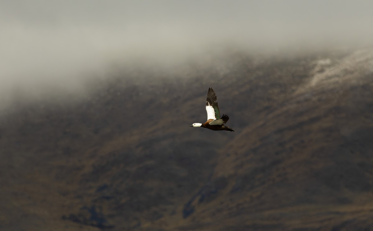 Paradise Shelduck - ML610905349