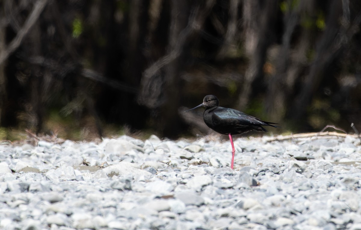 Black Stilt - ML610905358