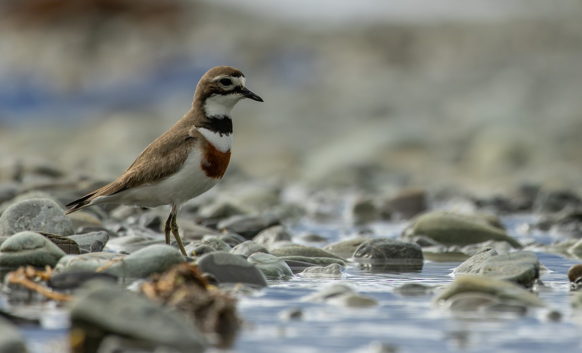 Double-banded Plover - ML610905369