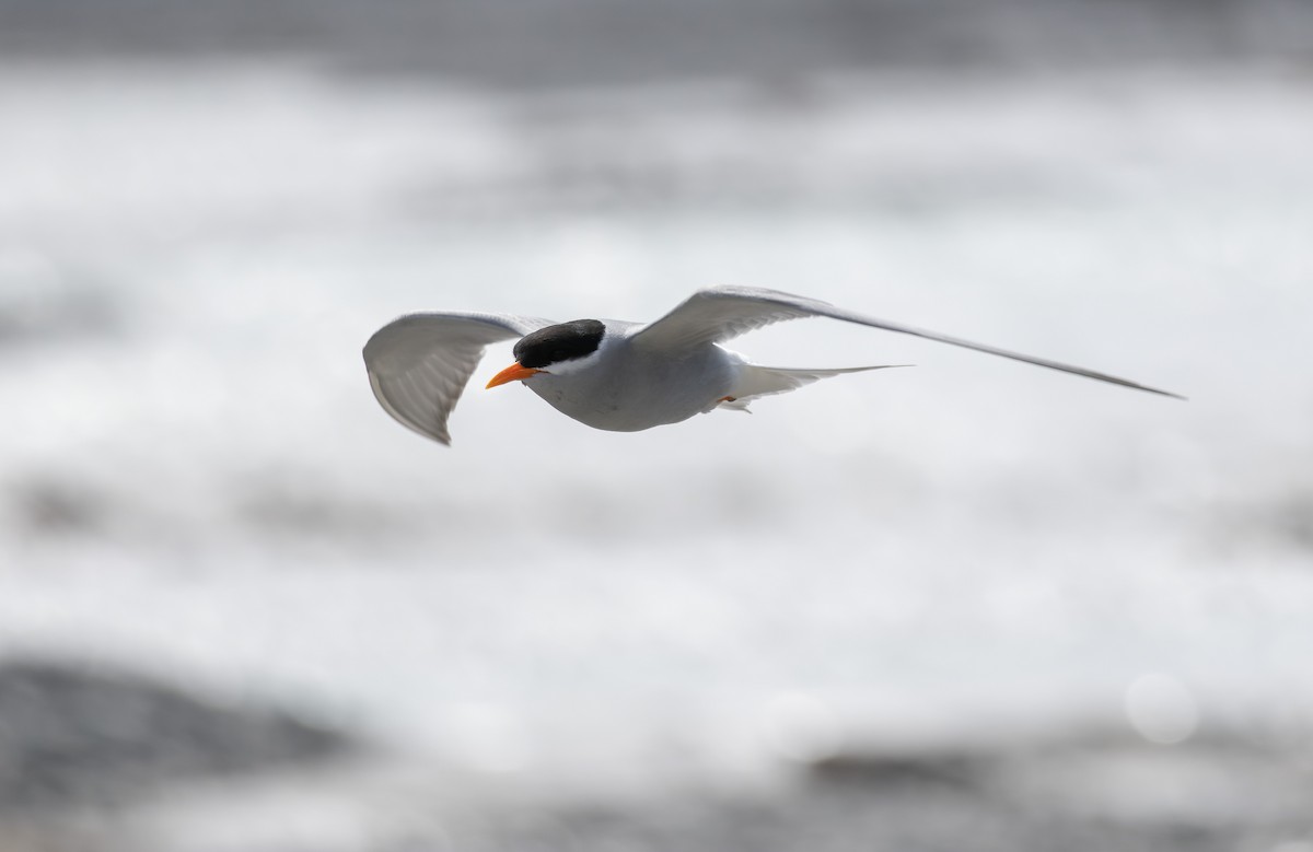 Black-fronted Tern - ML610905384