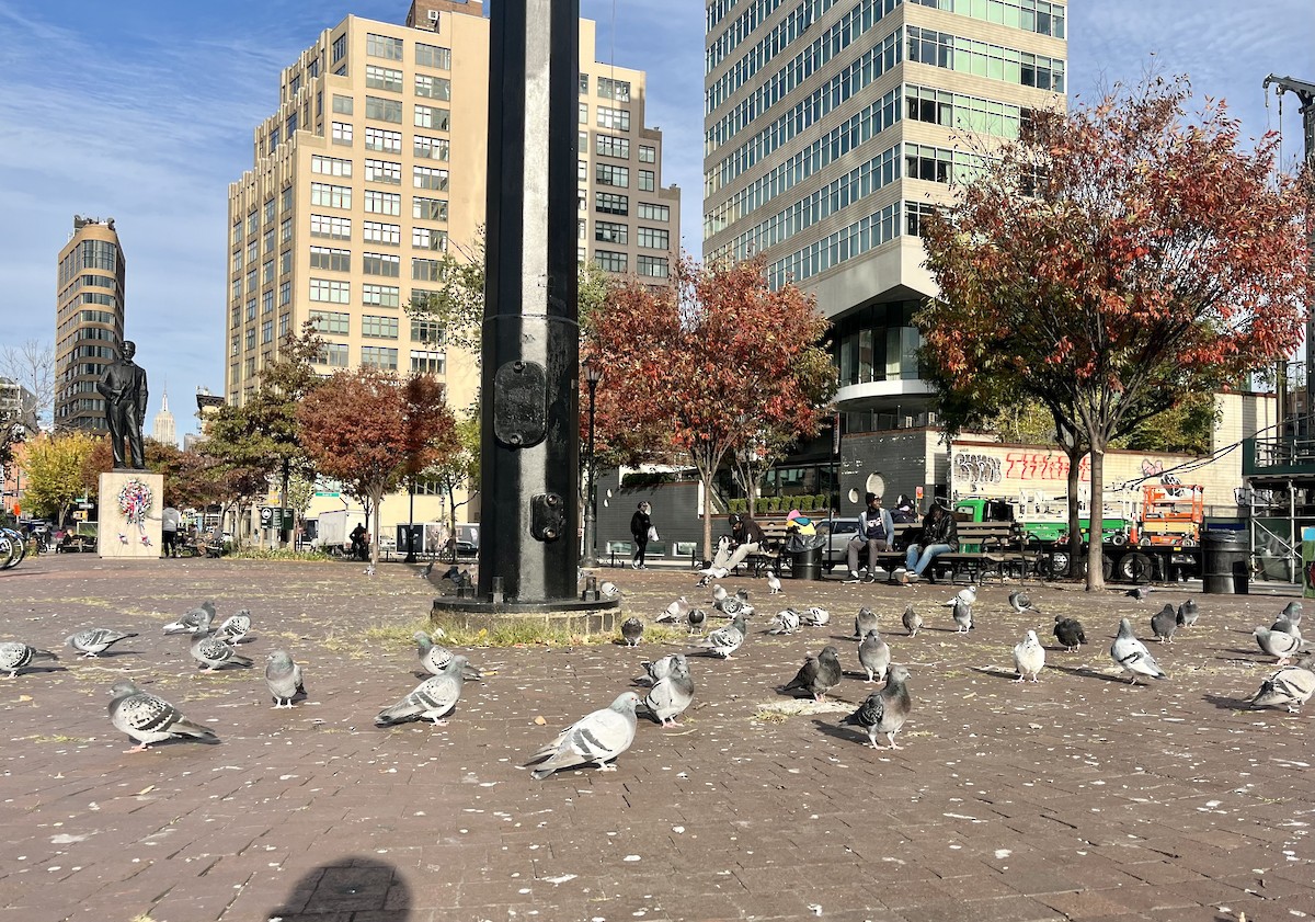 Rock Pigeon (Feral Pigeon) - ML610905446