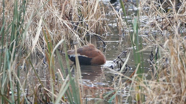 Black-bellied Whistling-Duck - ML610905457