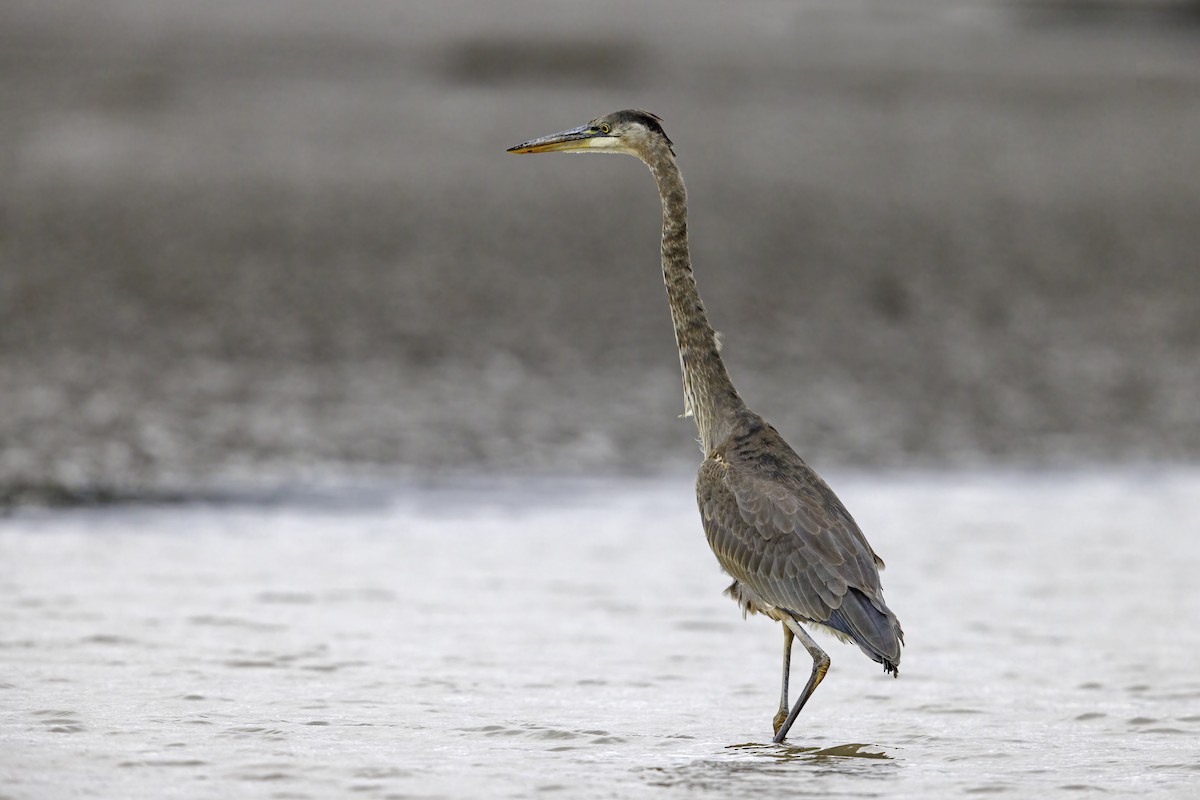 Great Blue Heron - ML610905463