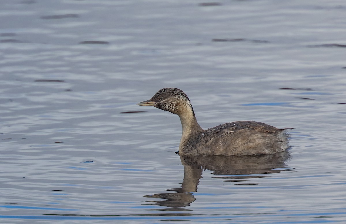 Hoary-headed Grebe - ML610905636