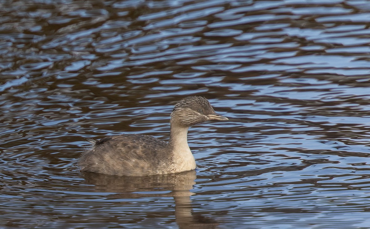 Hoary-headed Grebe - ML610905637