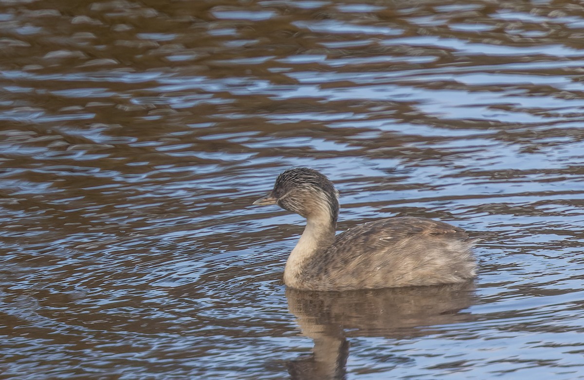 Hoary-headed Grebe - ML610905638